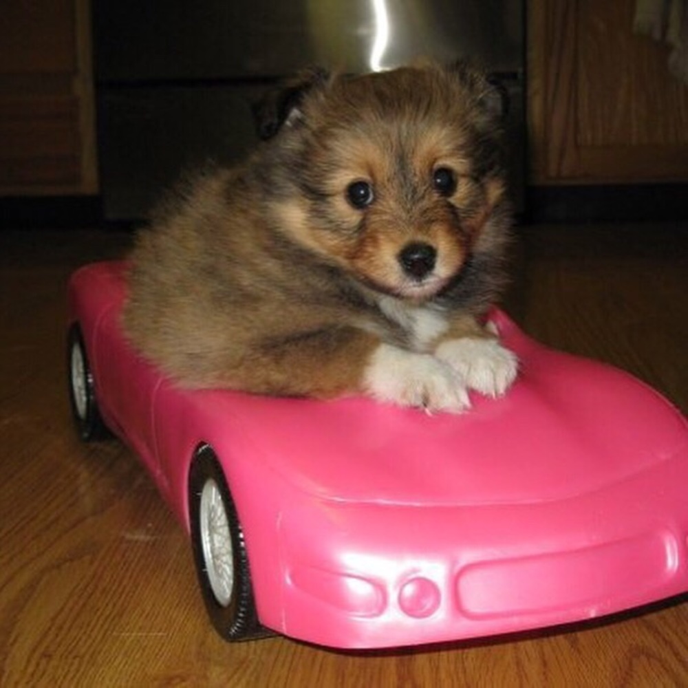 Meet your Posher, Michelle